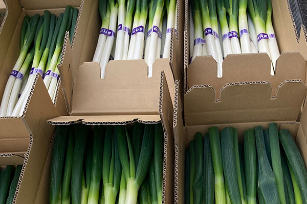 岡山県産白ネギ発送作業